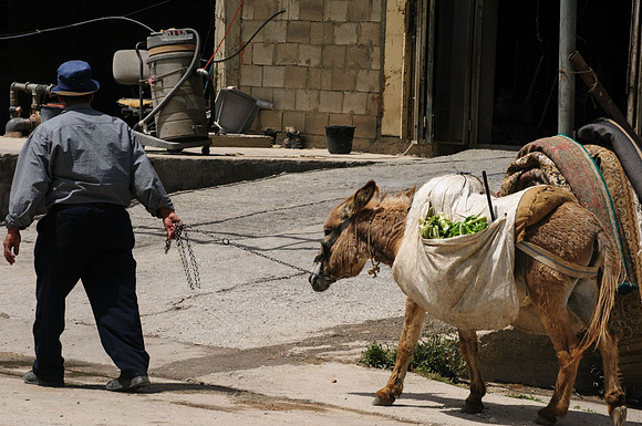 jenin 015